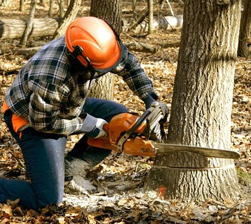 Tree Removal in Columbia, MS